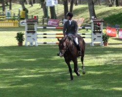 Springpferd Rahmannshof Panamero (Deutsches Sportpferd, 2006, von Saccor)