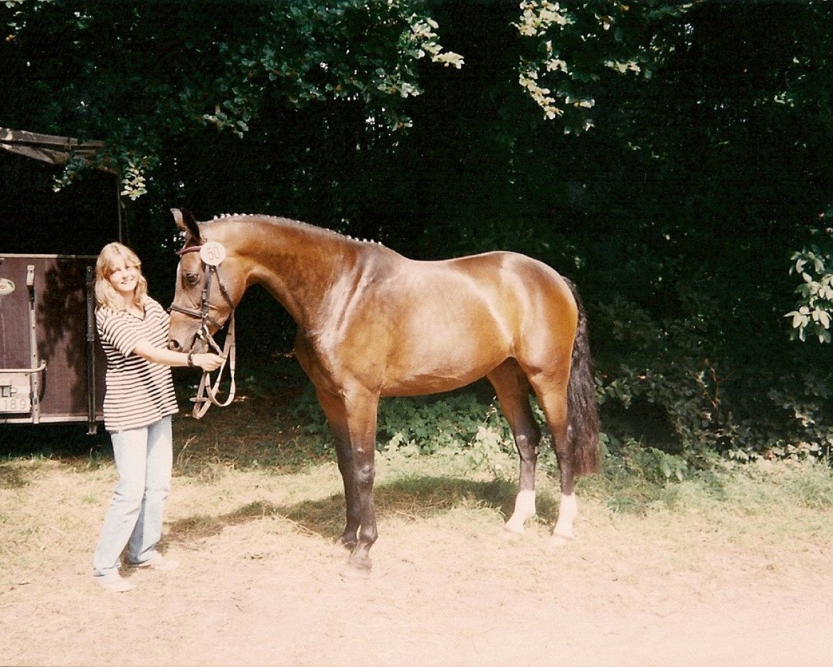 broodmare Steinglanz (Oldenburg, 1992, from Larinero)