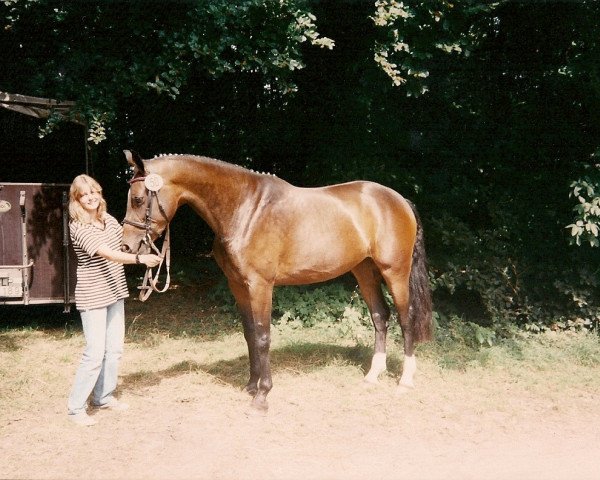 broodmare Steinglanz (Oldenburg, 1992, from Larinero)