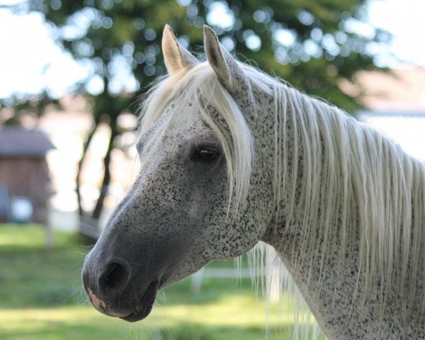 stallion Zupan ox (Arabian purebred, 1994, from Ibn Jamil EAO)