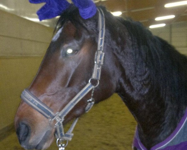 broodmare Fey's Contessa (Westphalian, 2009, from Comme il Faut)