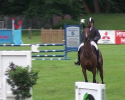 jumper Streulch (German Sport Horse, 2006, from Saccor)