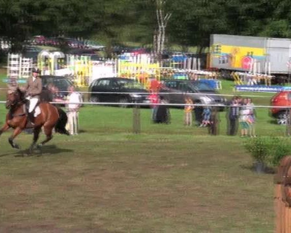 jumper Dobby L (Hanoverian, 2005, from Don Bosco)