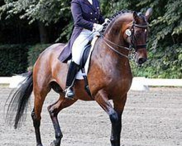 dressage horse World Idol (Oldenburg, 2001, from Welt Hit II)