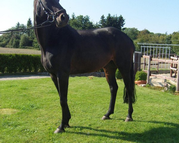 horse Lütje Windy (Hanoverian, 2006, from Landor S)