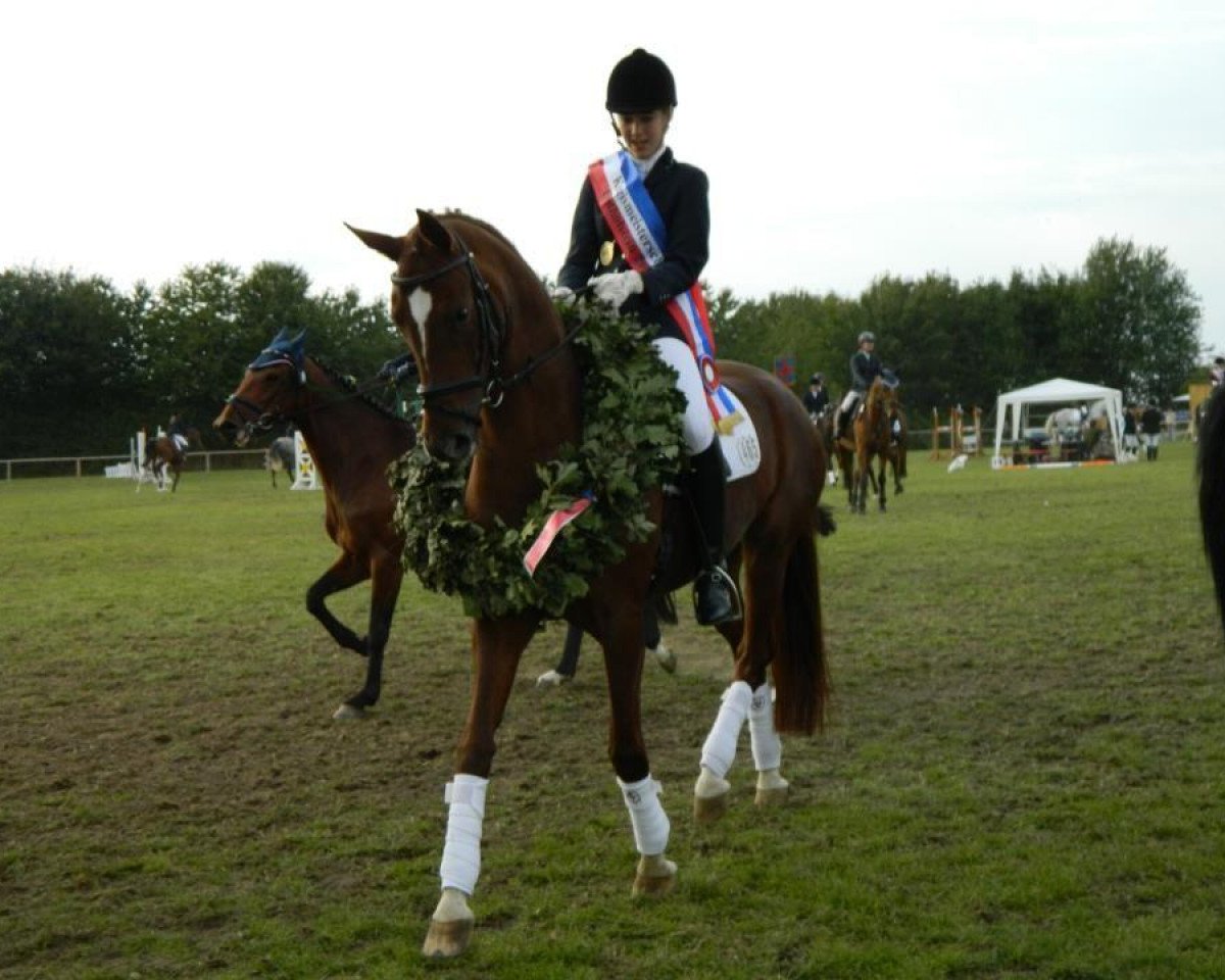 broodmare Suomi 8 (Westphalian, 2006, from Sir Donnerhall I)