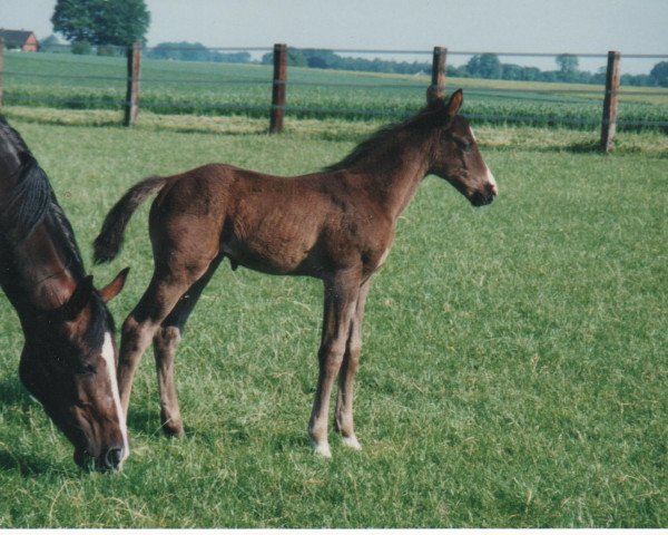 horse Atlantic City (Hanoverian, 1997, from Alabaster)