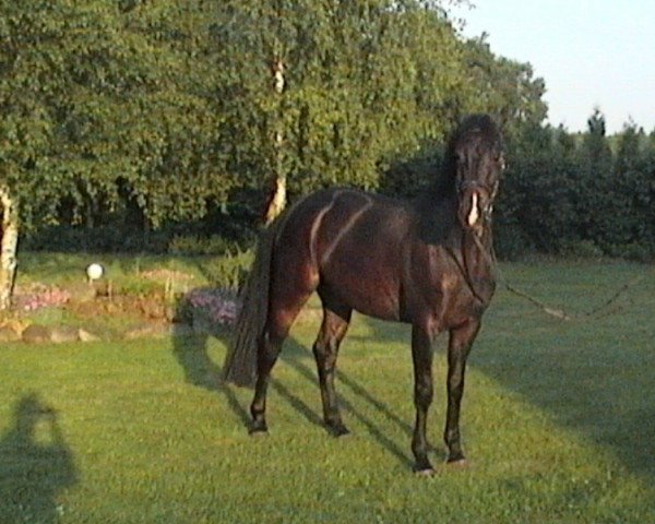 Dressurpferd Dandini (Oldenburger, 2001, von Diamond Hit) Dressurpferd Dandini (Oldenburger, 2001, von Diamond Hit)