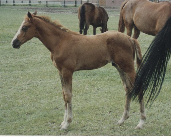 Pferd Ali Baba 97 (Oldenburger, 1993, von Alabaster)