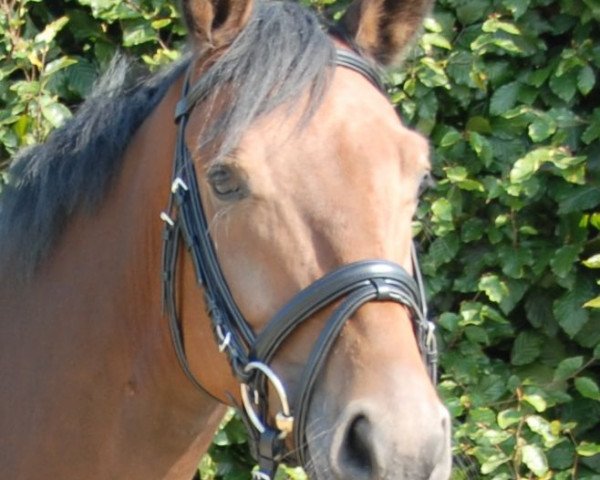 dressage horse Isydor (Westphalian, 2007, from Insterburg TSF) dressage horse Isydor (Westphalian, 2007, from Insterburg TSF)