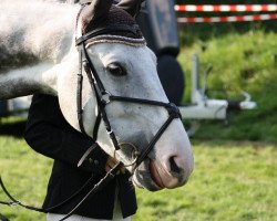 Springpferd Lord Louis 4 (Westfale, 2002, von Lord Caletto)