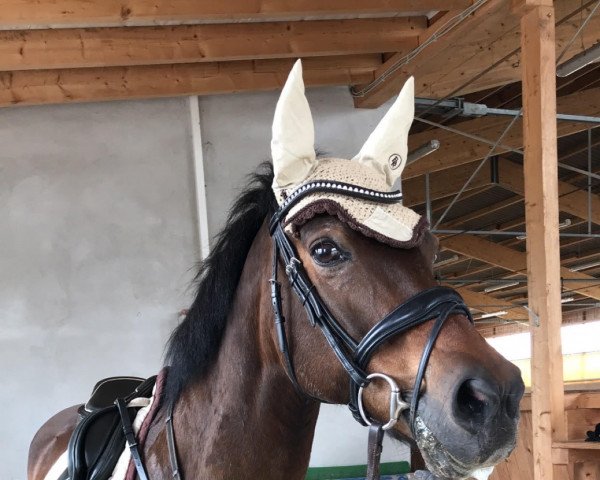horse Dina 249 (German Riding Pony, 2000) horse Dina 249 (German Riding Pony, 2000)