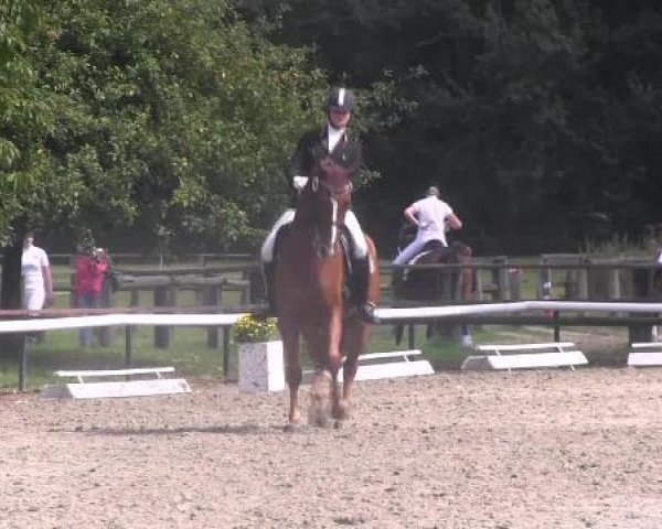 Dressurpferd Wontogga (Hannoveraner, 2005, von World Diamond O)
