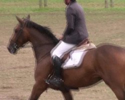 Dressurpferd Conturo (Oldenburger, 2006, von Couleur Rubin)