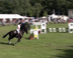 broodmare Gina V (Hanoverian, 2005, from Graf Grannus)