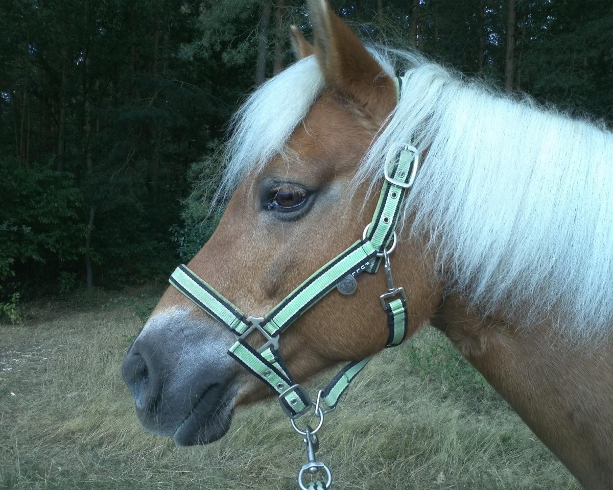 Chovná klisna Mandy (Haflinger, 1994, od Almbube) - Mandy Kopf
