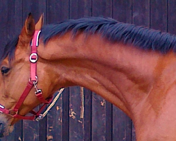 jumper Arcalido (Oldenburg, 2005, from Argentinus)
