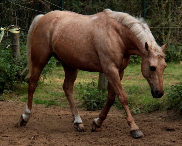 dressage horse Onyx Sergeant Pepper (German Riding Pony, 2000, from Out-Break)