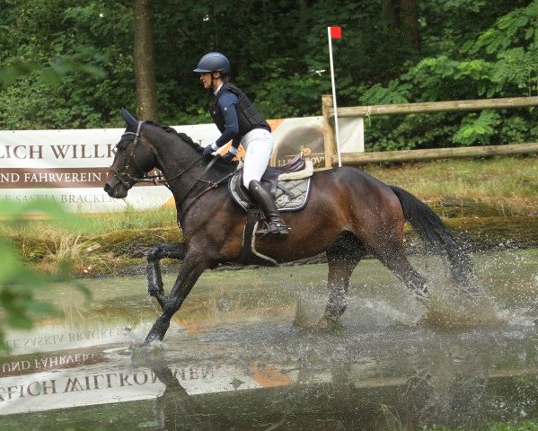 Dressurpferd The Nameless K (Trakehner, 2018, von Duke of Hearts xx)