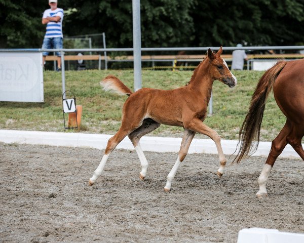 Pferd New Flame of Love H (Deutsches Reitpony, 2022, von FS Next Diamond)