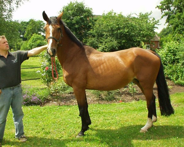 broodmare Camira (Hanoverian, 1994, from Calypso II) broodmare Camira (Hanoverian, 1994, from Calypso II)