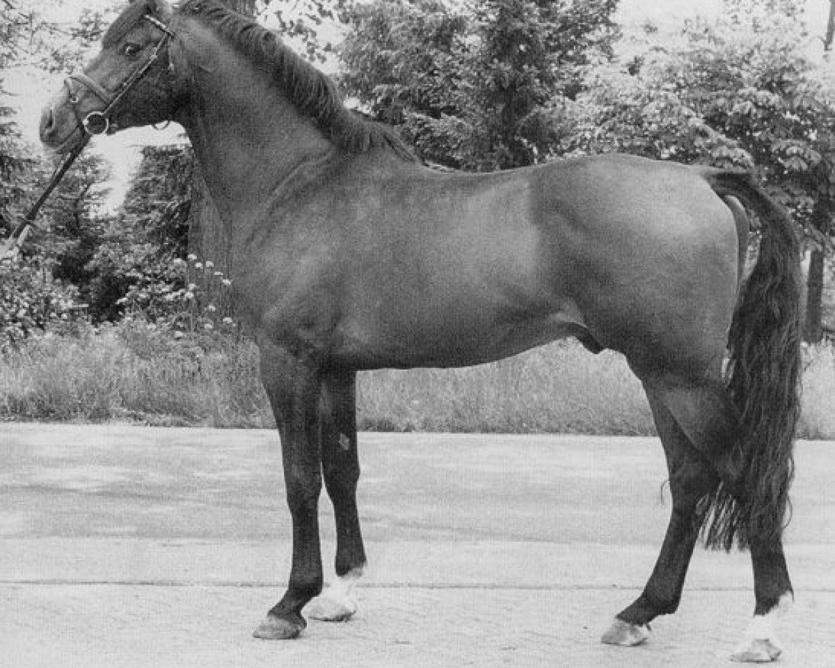 stallion Fernando I (Holsteiner, 1976, from Farnese 3804)