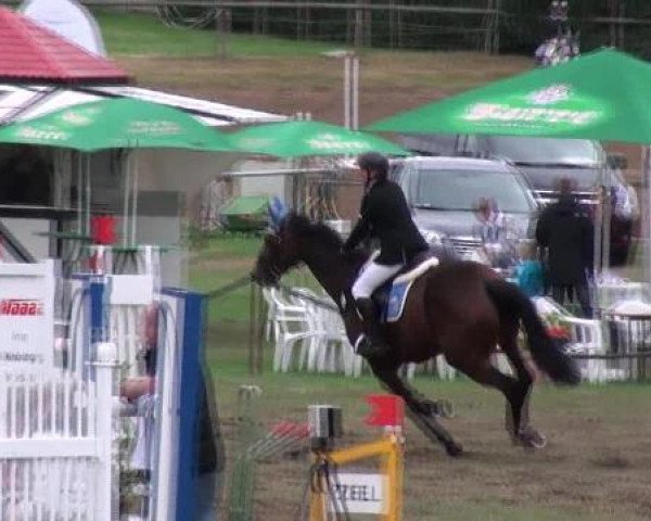 jumper La Coquette (Saxony-Anhaltiner, 2000, from Landrebell) jumper La Coquette (Saxony-Anhaltiner, 2000, from Landrebell)