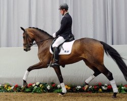 Zuchtstute Curlie Sue H (Westfale, 2008, von Christiano)