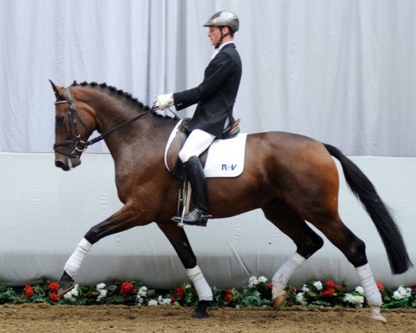 Dressurpferd Saphir von Nymphenburg (Rheinländer, 2008, von Sir Donnerhall I)