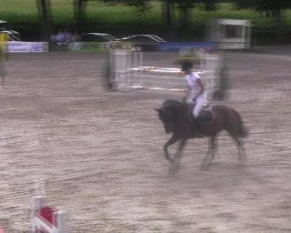 Zuchtstute Tin Lizzy 6 (KWPN (Niederländisches Warmblut), 2006, von Dollar de la Pierre) Zuchtstute Tin Lizzy 6 (KWPN (Niederländisches Warmblut), 2006, von Dollar de la Pierre)