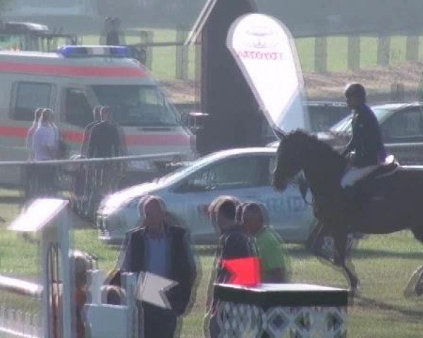 Zuchtstute Grandia 14 (Oldenburger, 2005, von Quidam's Rubin)
