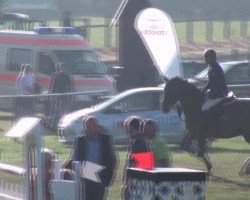 broodmare Grandia 14 (Oldenburg, 2005, from Quidam's Rubin)