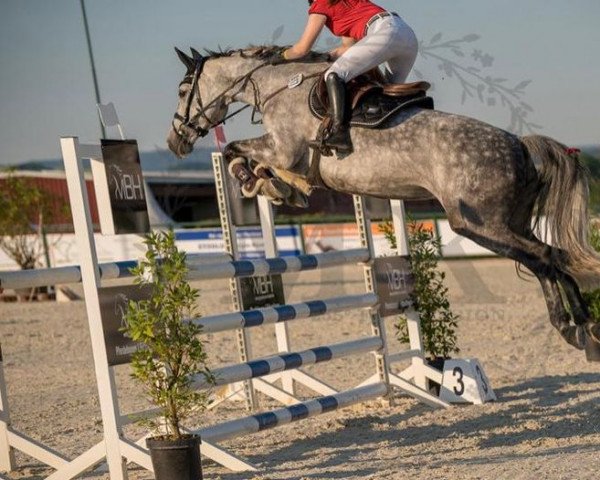 broodmare Gracia 245 (Holsteiner, 2014, from Chin Champ)