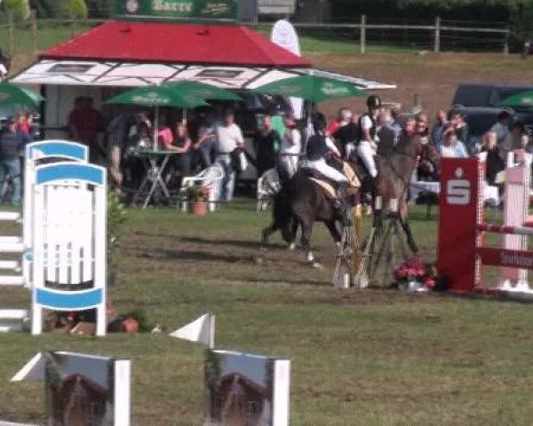 jumper Morito 3 (German Riding Pony, 2003, from Buenteeichen Maringo)
