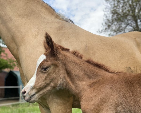 horse Gipsy of Glamour M (German Riding Pony, 2022, from Genesis BL)
