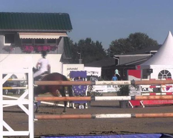 jumper Quantensprung 2 (Oldenburg, 2003, from Quo Vados I)