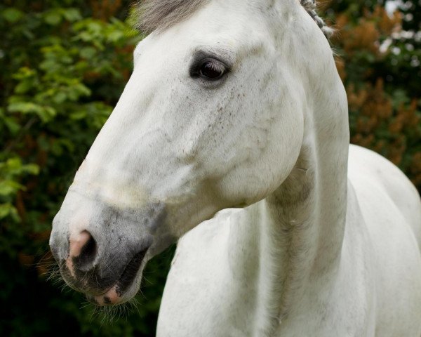 Springpferd Avalon-W (Hessisches Warmblut, 1999, von Akteur)