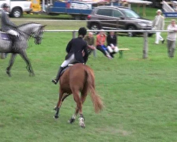 jumper Frederik 114 (Westphalian, 2007, from Faustinus)