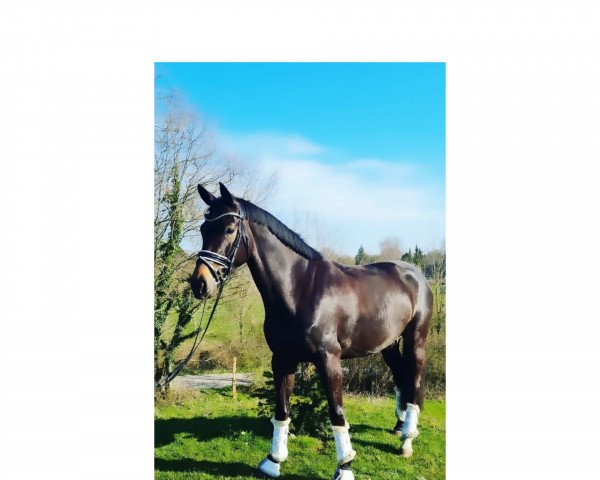 horse Grace Flanell 2 (Rhinelander, 2017, from Grey Flanell)