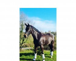 horse Grace Flanell 2 (Rhinelander, 2017, from Grey Flanell)