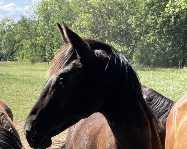 Springpferd Delargo PH (Zangersheide Reitpferd, 2021, von Dominator 2000 Z)