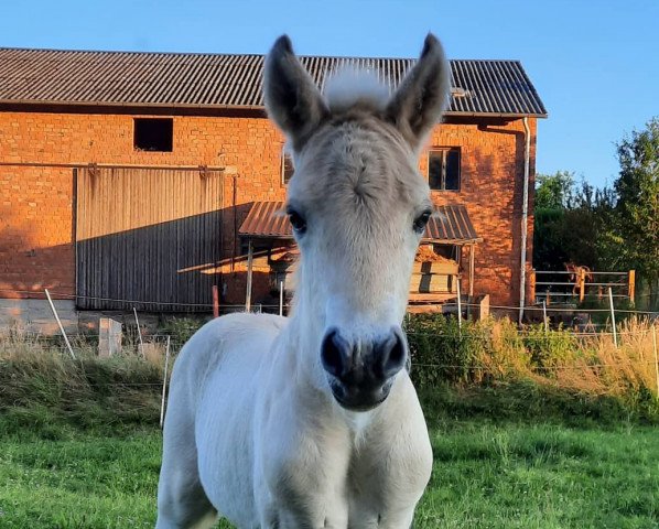 horse Sambuca vom Stockwiesenhof (Fjord Horse, 2022, from Solfin Skovå)