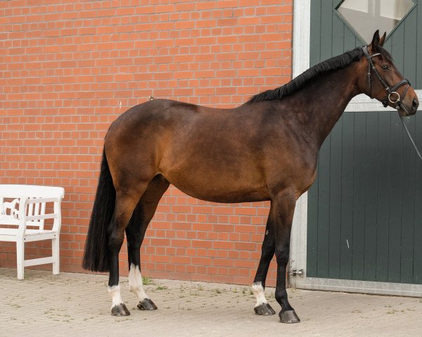 broodmare Kiona (Holsteiner, 2017, from Nekton)