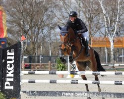 jumper Chacarda Blue (Hanoverian, 2017, from Chacoon Blue)