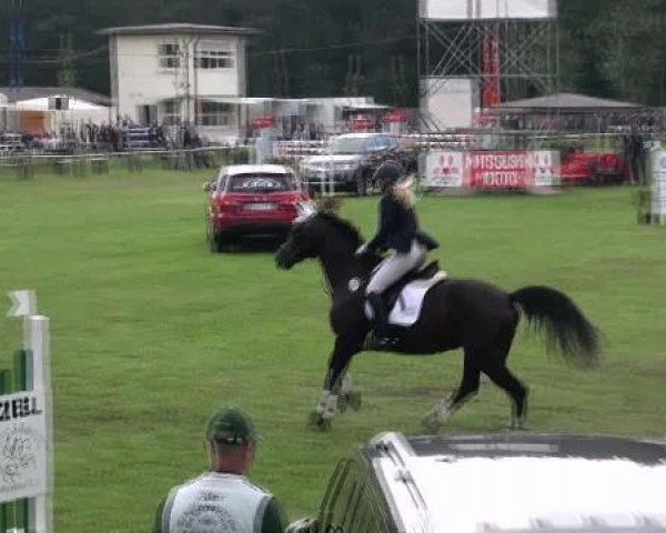 Springpferd Ronja (Deutsches Sportpferd, 2003, von Revaldo)