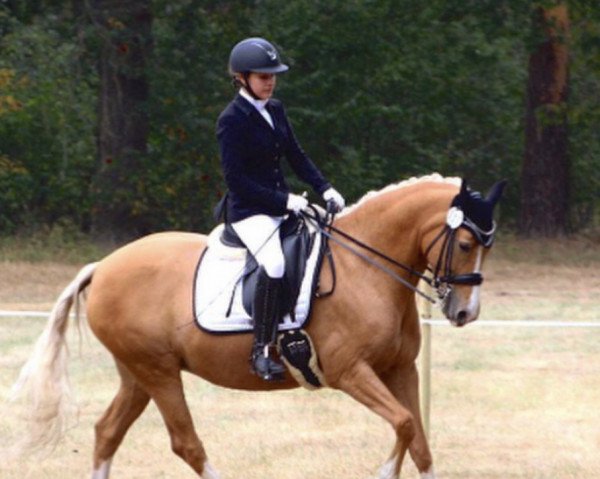 Dressurpferd Concert S (Deutsches Reitpony, 2010, von FS Champion de Luxe)