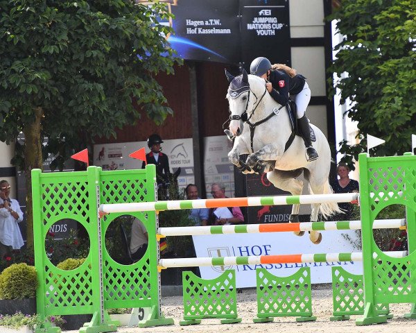 Springpferd Chacalaca T (Westfale, 2011, von Confidence 9)