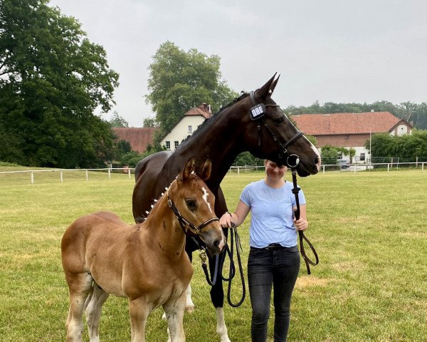 horse Tabe‘s Highlight (Westphalian, 2022, from Haaland)