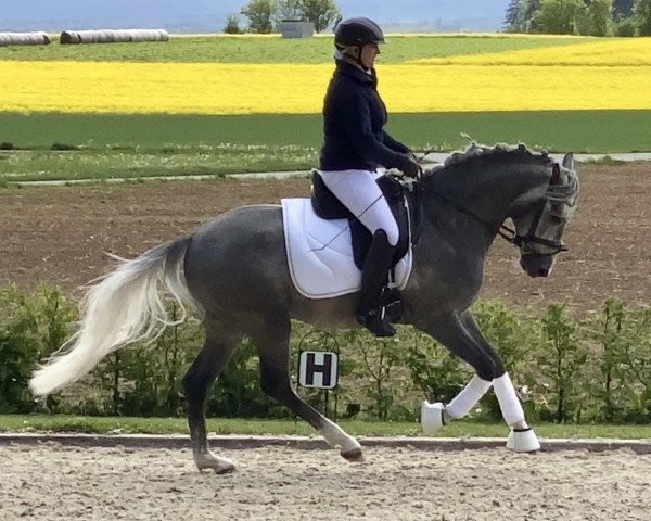 stallion Naceur 3 (German Riding Pony, 2017, from Nobel Nagano NRW)