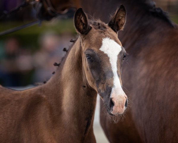 horse CARBOWS Magic Marshmallow (German Riding Pony, 2022, from Magic Friday B WE)